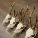 Loose deer antlers, 5 pieces, with full nose and full tines, Deer Set #.103