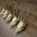 Loose deer antlers, 5 pieces, with full nose and full tines, Deer Set #.103