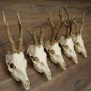 Loose deer antlers, 5 pieces, with full nose and full tines, Deer Set #.103
