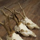 Loose deer antlers, 5 pieces, with full nose and full tines, Deer Set #.103