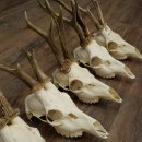 Loose deer antlers, 5 pieces, with full nose and full tines, Deer Set #.103