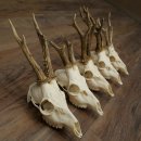 Loose deer antlers, 5 pieces, with full nose and full tines, Deer Set #.103