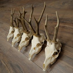 Loose deer antlers, 5 pieces, with full nose and full tines, Deer Set #.103