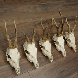 Loose deer antlers, 5 pieces, with full nose and full tines, Deer Set #.103