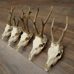 Loose deer antlers, 5 pieces, with full nose and full tines, Deer Set #.103