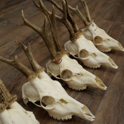 Loose deer antlers, 5 pieces, with full nose and full tines, Deer Set #.103