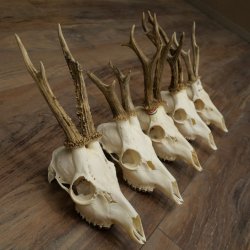 Loose deer antlers, 5 pieces, with full nose and full tines, Deer Set #.103