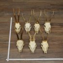 Loose roe deer antlers, 7 pieces, with full nose and full...