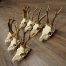 Loose roe deer antlers, 7 pieces, with full nose and full light, roe deer set 11.104