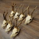 Loose roe deer antlers, 7 pieces, with full nose and full light, roe deer set 11.104