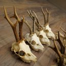 Loose roe deer antlers, 7 pieces, with full nose and full light, roe deer set 11.104