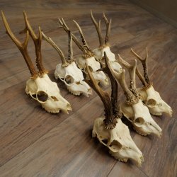 Loose roe deer antlers, 7 pieces, with full nose and full light, roe deer set 11.104