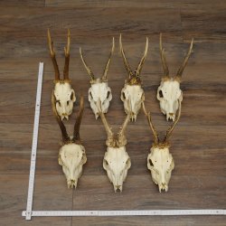 Loose roe deer antlers, 7 pieces, with full nose and full light, roe deer set 11.104