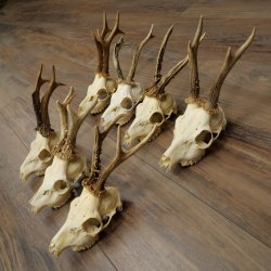 Loose roe deer antlers, 7 pieces, with full nose and full light, roe deer set 11.104