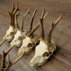 Loose roe deer antlers, 7 pieces, with full nose and full light, roe deer set 11.104
