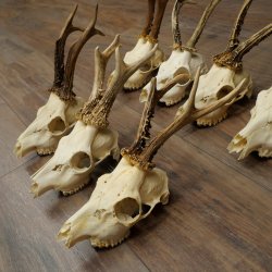 Loose roe deer antlers, 7 pieces, with full nose and full light, roe deer set 11.104