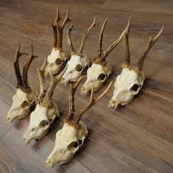 Loose roe deer antlers, 7 pieces, with full nose and full light, roe deer set 11.104