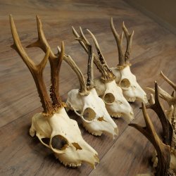 Loose roe deer antlers, 7 pieces, with full nose and full light, roe deer set 11.104