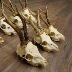 Loose roe deer antlers, 7 pieces, with full nose and full light, roe deer set 11.104