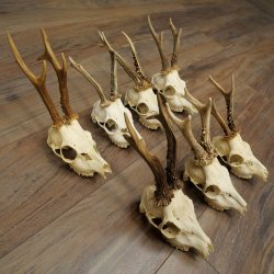 Loose roe deer antlers, 7 pieces, with full nose and full light, roe deer set 11.104