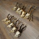 Loose deer antlers, 10 pieces, with full nose and full...