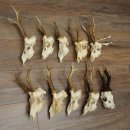 Loose deer antlers, 10 pieces, with full nose and full tines, Deer Set 11.105