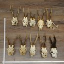 Loose deer antlers, 10 pieces, with full nose and full...