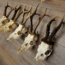 Loose deer antlers, 10 pieces, with full nose and full tines, Deer Set 11.105