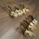 Loose deer antlers, 10 pieces, with full nose and full tines, Deer Set 11.105