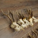Loose deer antlers, 10 pieces, with full nose and full tines, Deer Set 11.105
