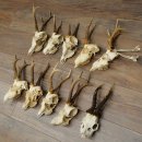 Loose deer antlers, 10 pieces, with full nose and full tines, Deer Set 11.105