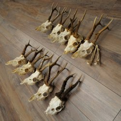 Loose deer antlers, 10 pieces, with full nose and full tines, Deer Set 11.105