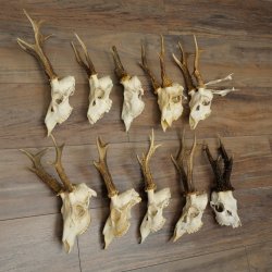 Loose deer antlers, 10 pieces, with full nose and full tines, Deer Set 11.105
