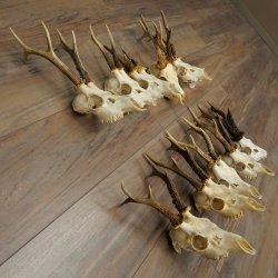 Loose deer antlers, 10 pieces, with full nose and full tines, Deer Set 11.105