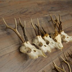 Loose deer antlers, 10 pieces, with full nose and full tines, Deer Set 11.105