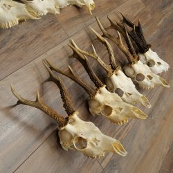 Loose deer antlers, 10 pieces, with full nose and full tines, Deer Set 11.105