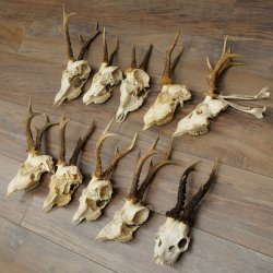 Loose deer antlers, 10 pieces, with full nose and full tines, Deer Set 11.105
