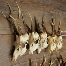 Loose deer antlers, 10 pieces, with full nose and full tines, Deer Set 11.105