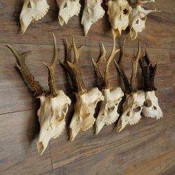 Loose deer antlers, 10 pieces, with full nose and full tines, Deer Set 11.105