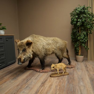 Jabalí europeo (Sus scrofa) con un jabato, en posición erguida. Taxidermia. Trofeo.