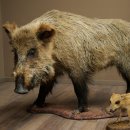 Stuffed European wild boar (Sus scrofa) with a piglet,...