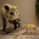 Jabalí europeo (Sus scrofa) con un jabato, en posición erguida. Taxidermia. Trofeo.