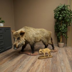 Jabalí europeo (Sus scrofa) con un jabato, en posición erguida. Taxidermia. Trofeo.