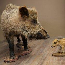 Jabalí europeo (Sus scrofa) con un jabato, en posición erguida. Taxidermia. Trofeo.