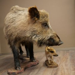 Jabalí europeo (Sus scrofa) con un jabato, en posición erguida. Taxidermia. Trofeo.