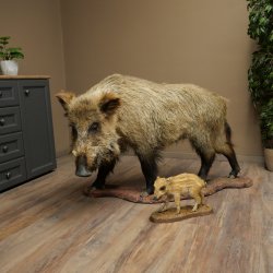 Jabalí europeo (Sus scrofa) con un jabato, en posición erguida. Taxidermia. Trofeo.
