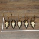 Corna di capriolo 5 x maschi di capriolo Corna di...