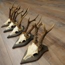 Corna di capriolo 5 x maschi di capriolo Corna di capriolo maschio su targhe da trofeo 20.130
