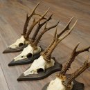 Corna di capriolo 5 x maschi di capriolo Corna di capriolo maschio su targhe da trofeo 20.130