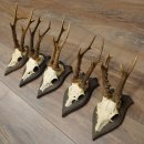 Corna di capriolo 5 x maschi di capriolo Corna di capriolo maschio su targhe da trofeo 20.130